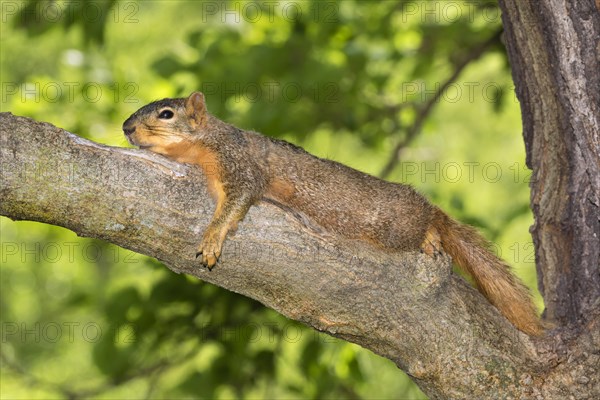 Fox squirrel