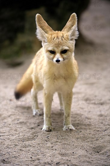 Fennec