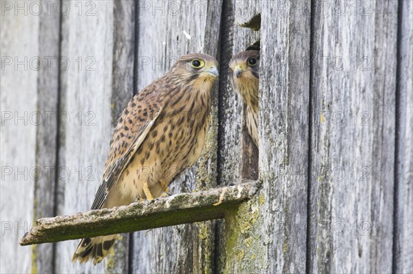 Young common kestrels