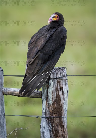 Lesser yellow-headed vulture