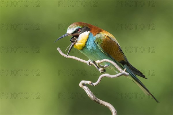 European bee-eater