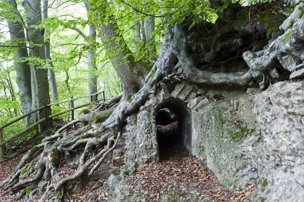 Canal outcrop overgrown with trees and roots Dalbenden