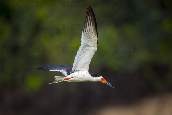 Black Skimmer