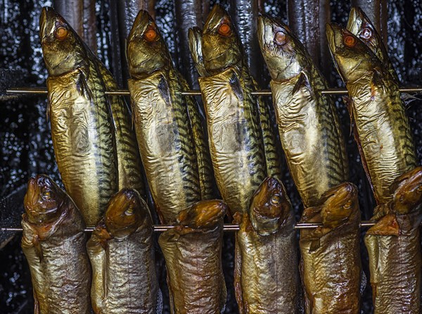 Smoked Atlantic mackerels