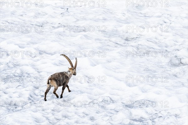 Alpine Ibex