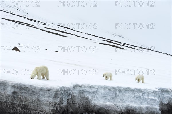 Female polar bear