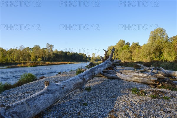 Tree trunks lie on gravel bank on the Isar