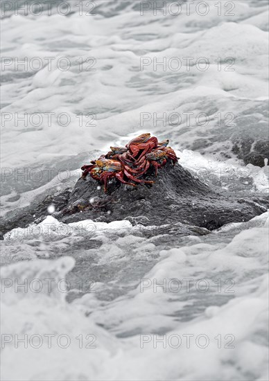 Red rock crabs