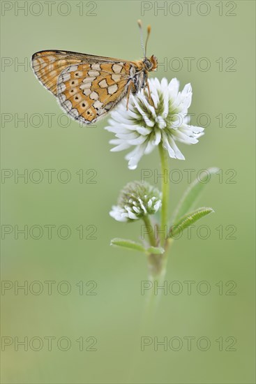 Marsh Fritillary