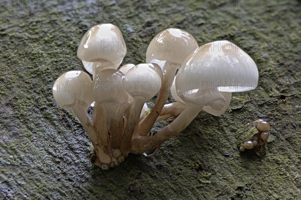 Porcelain fungi