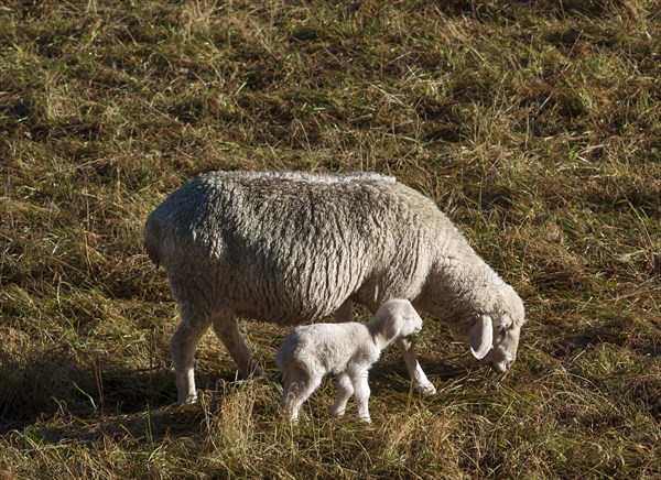 Domestic sheep