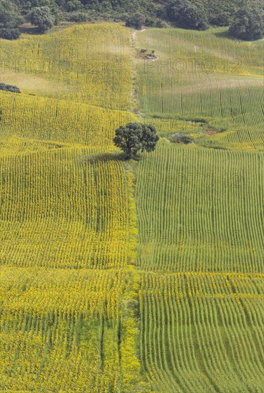 Sunflowers