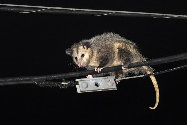 Virginia opossum