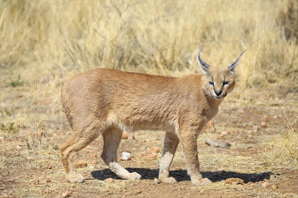 Caracal