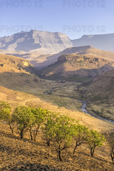 Burned down grassland and green trees