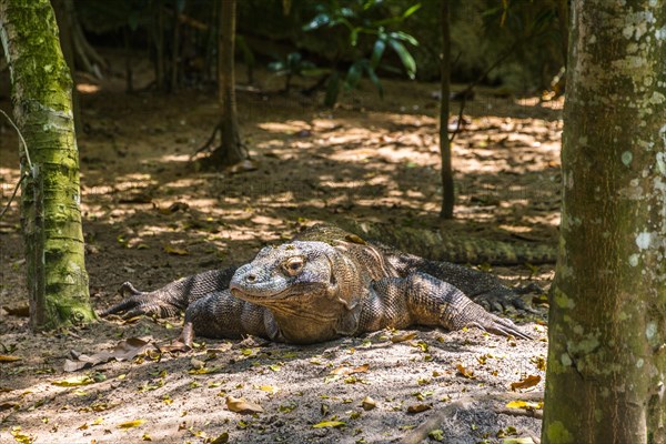 Komodo Dragon