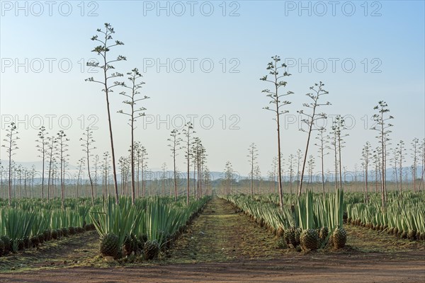 Sisal agave