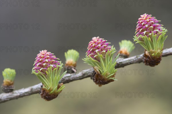 Female flowers of larch