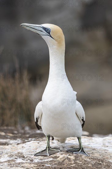 Austral gannet