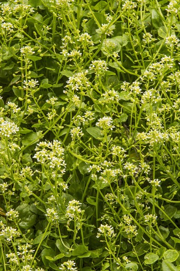 Pyrenean scurvygrass