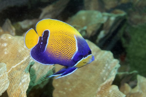 Blue-girdled angelfish