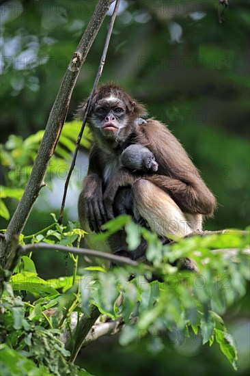 White-bellied spider monkey