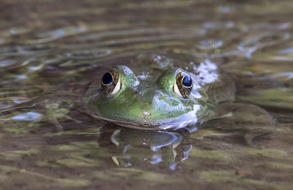 American bullfrog