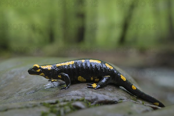 Fire salamander