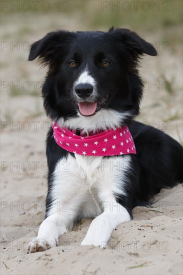 Border Collie