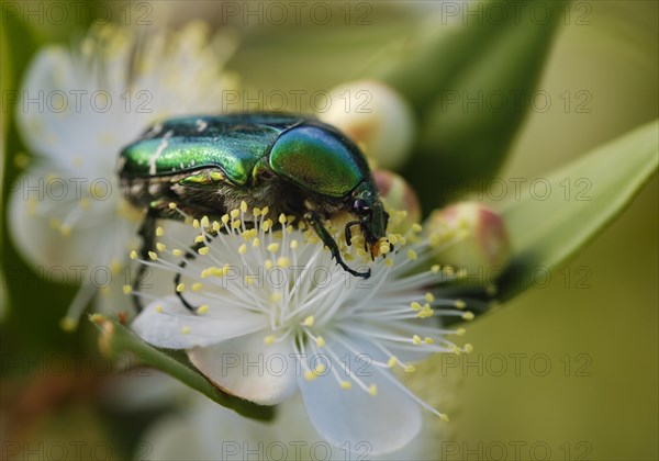 Rose chafer