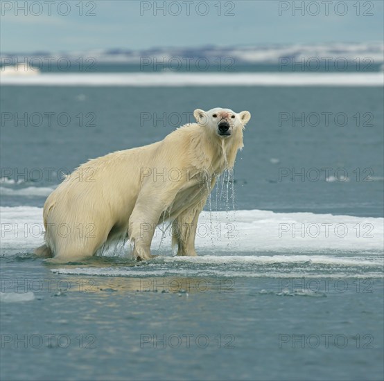 Polar bear