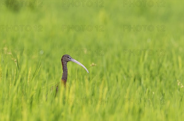 Glossy Ibis