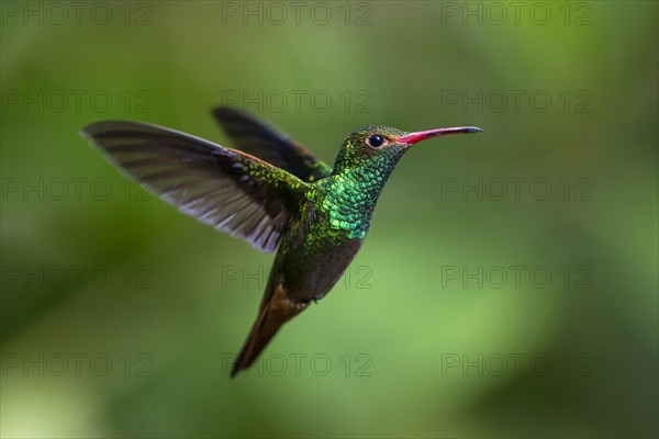 Rufous-tailed Hummingbird