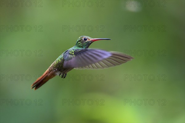 Rufous-tailed Hummingbird