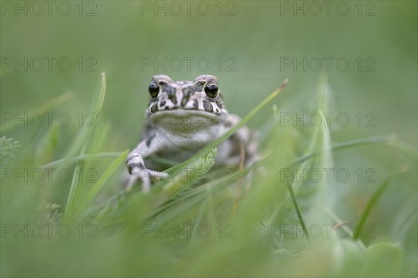 European green toad