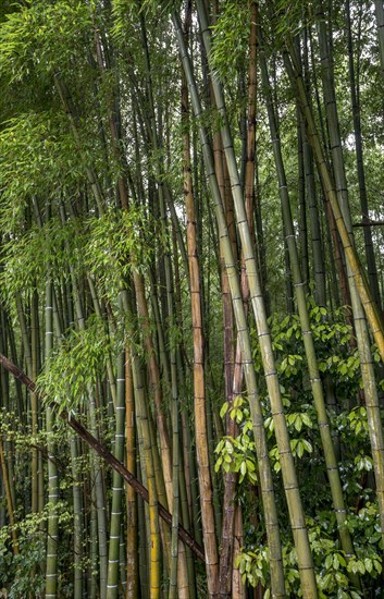 Bamboo forest of Arashiyama