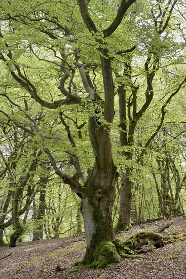 Old beech trees