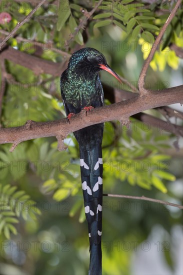 Green Wood Hoopoe