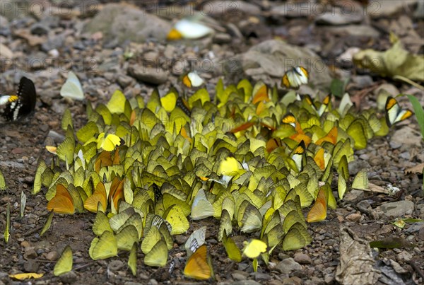 Many large grass yellows