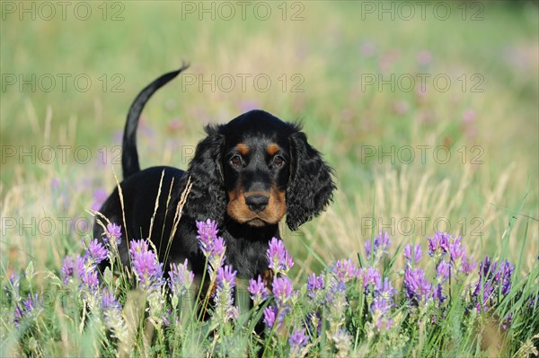 Gordon Setter puppy