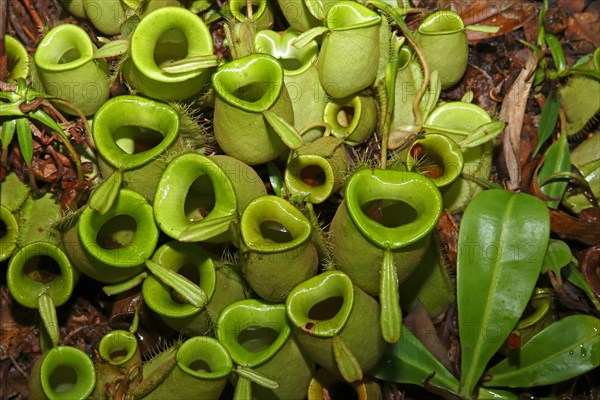 Pitcher plant