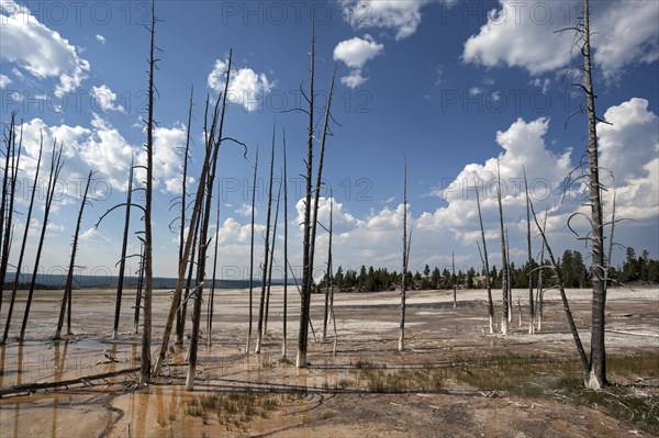 Dead Trees