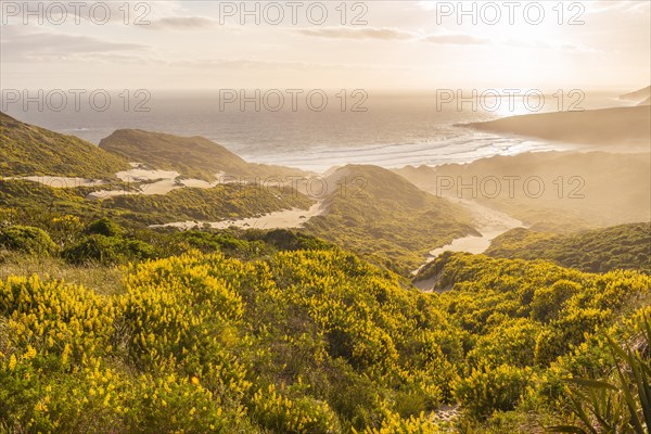 Yellow Lupines