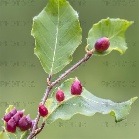 Beech gall of the beech gall midge