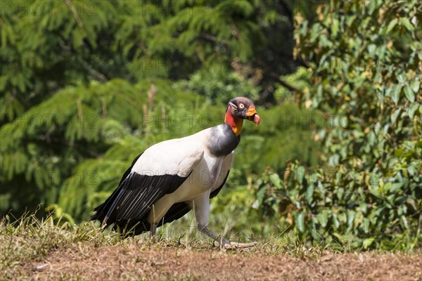 King vulture