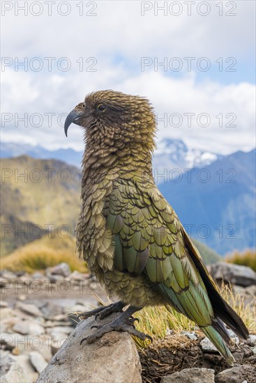 Mountain parrot