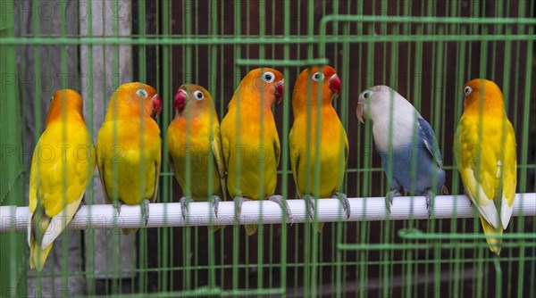 Colorful parakeets sitting side by side on a pole in cage