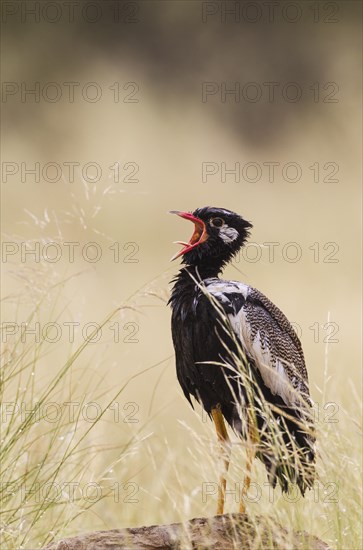 Northern Black Korhaan