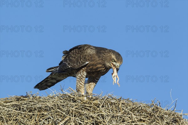 Pale Chanting Goshawk