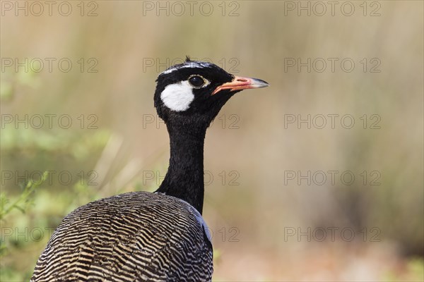 Northern Black Korhaan